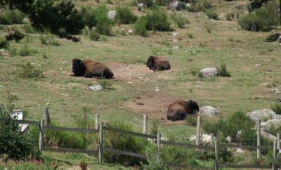 parc animalier lozere - reserve bisons