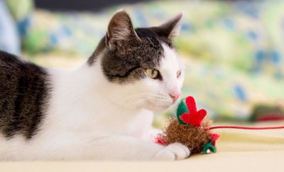 jouer avec son chat