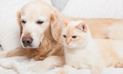 Young golden retriever dog and cute mixed breed red cat on cozy plaid. Animals warms together on white blanket in cold winter weather. Friendship of pets. Pets care concept.