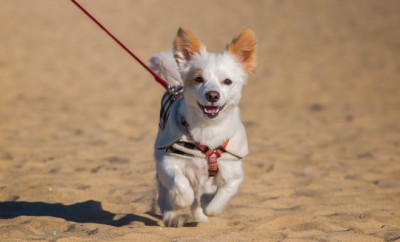 partir en voyage avec son chien