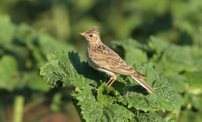 Alauda arvensis - eurasian skylark