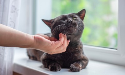 Black cat at window, waiting his owner, adoption concept