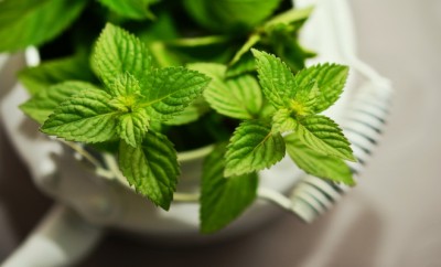 plantes anti-insectes - menthe