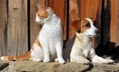 Cat and Dog together