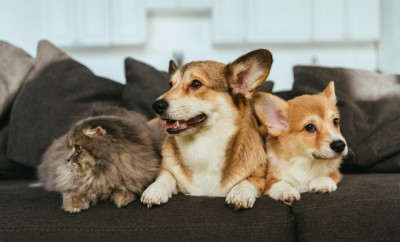 close up view of adorable welsh corgi dogs and british longhair cat on sofa at home