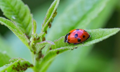 macro of a ladybug (coccinella magnifica) on verbena leafs eatin