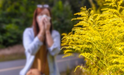 Ambrosia bush in the background woman blows her nose in napkin. Seasonal allergic reaction to plants concept