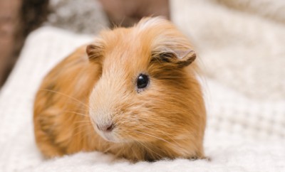 Portrait of cute red guinea pig. Close up.