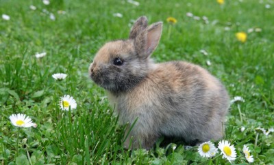 Cute little rabbit bunny in green grass meadow