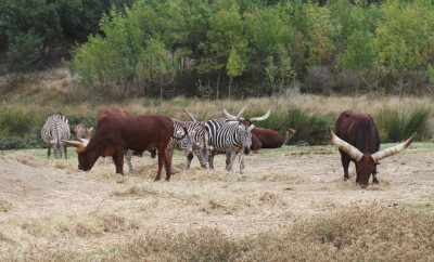 reserve africaine sigean