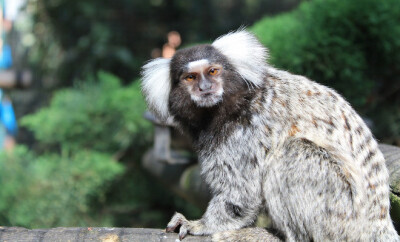 zoo de la palmyre