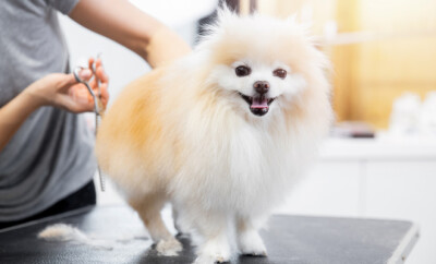 Master girl groomer shears small dog Pomeranian spitz with scissors in hairdresser for animals.