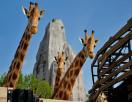 Parc Animalier Des Cytises Parc Animalier Des Cytises