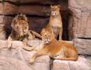 Paradis Zoo Paradis Zoo