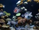 Aquarium D'amnéville Aquarium D'amnéville