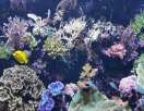 Aquarium Aquarium