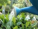 Jardinerie Fachon Jardinerie Fachon