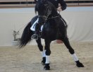 Centre Equestre Des Cedre Centre Equestre Des Cedre