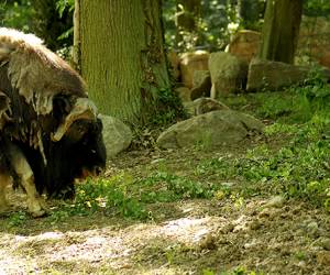  Zoo De Mulhouse