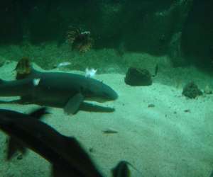 photo Parc aquarium les naades Ottrott 2423