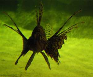 photo Parc aquarium les naades Ottrott 2424