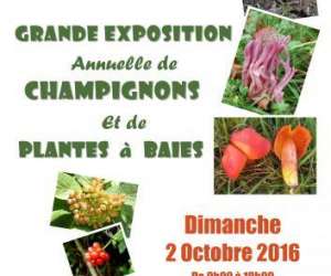 photo Socit mycologique du haut-rhin Illzach 6454