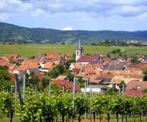 photo Clos des raisins Beblenheim 4380