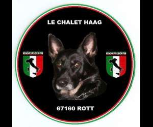 Securite Catrin  -  Maitre  Chien  