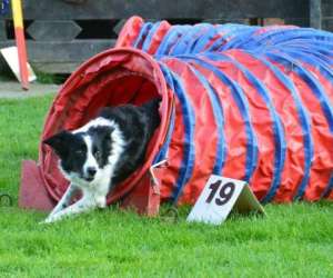 photo Cecam - club d'education canine et d'agility de mastaing Mastaing 7571