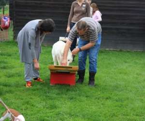 photo Cecam - club d'education canine et d'agility de mastaing Mastaing 7572