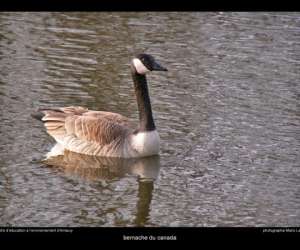 photo Sejours scolaires et centres de loisirs - nature, sport et developpement durable Hergnies 2628