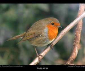 photo Sejours scolaires et centres de loisirs - nature, sport et developpement durable Hergnies 2629
