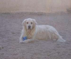 Gardiennage De Chiens, Chats Et Nac