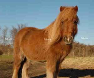 photo Pony fun espace equestre Tilloy Lez Marchiennes 3017