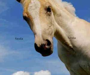 photo Pony fun espace equestre Tilloy Lez Marchiennes 3018