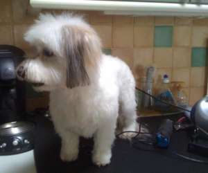 photo Toilettage a domicile Bousbecque 4850