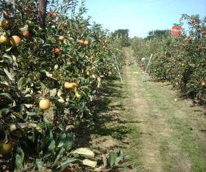 photo Verger de la beussingue Peuplingues 3464