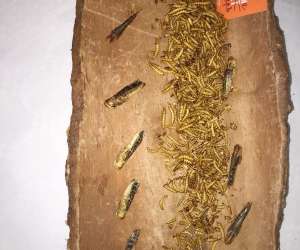 photo Chez olivier et david organisateur d'évenements Loos En Gohelle 7683