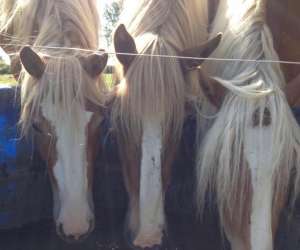 photo Cheval nature Esquelbecq 6170
