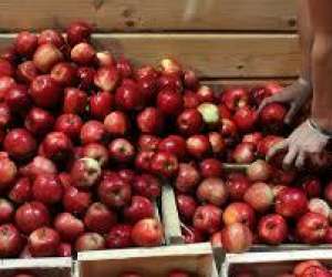 photo La fte du cidre Sains Du Nord 8010