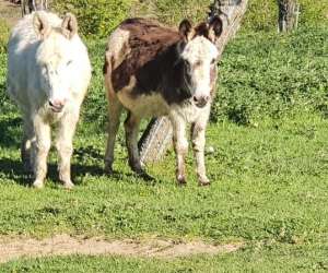 photo Ferme pdagogique le-waterlin Le Favril 8322