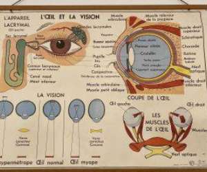 photo Tom optique Herin 8502
