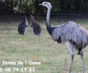 photo Parc animalier de la ferme de l'orme Blain 4245
