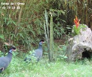 photo Parc animalier de la ferme de l'orme Blain 4249