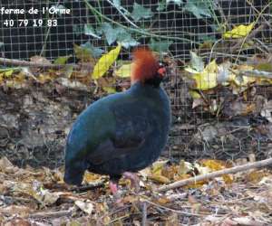 photo Parc animalier de la ferme de l'orme Blain 4250