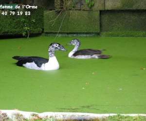 Parc Animalier De La Ferme De L