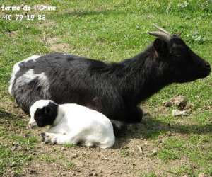 photo Parc animalier de la ferme de l'orme Blain 4252