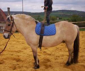 photo Centre equestre du verger Souvigne Sur Meme 6100