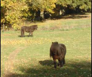 photo  les logis de l'oumois       ' gtes ' Maulevrier 4999