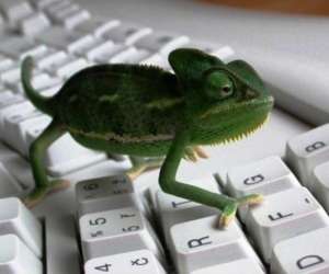 photo Pcameleon,l'informatique a votre service  Ancenis 3055
